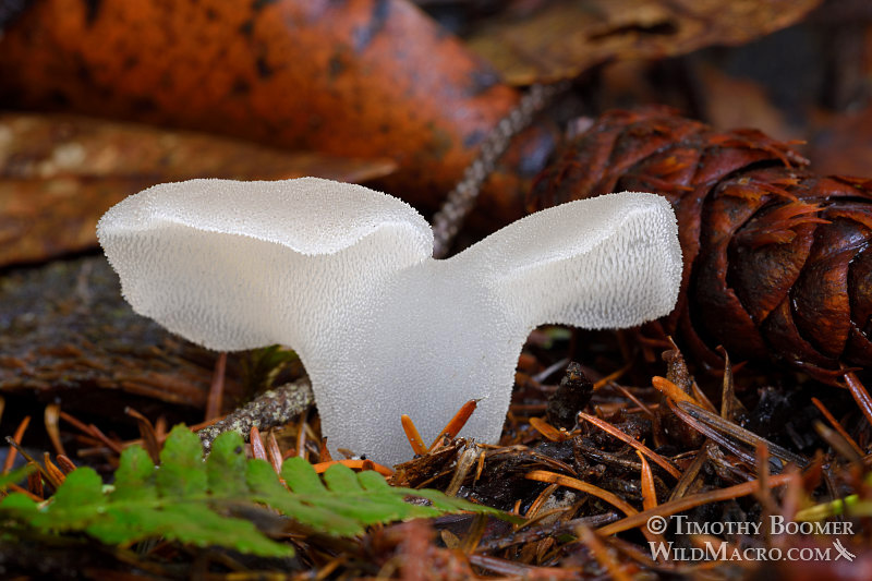 Toothed jelly fungus (Pseudohydnum gelatinosum). Mount Tamalpais State Park, Marin County, California, USA. Stock Photo ID=FUN0263 Toothed jelly fungus (Pseudohydnum gelatinosum). Mount Tamalpais State Park, Marin County, California, USA. Stock Photo ID=FUN0263