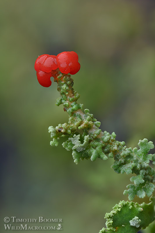 Toy soldiers (Cladonia bellidiflora).  Kruse Rhododendron SNR, Sonoma County, California, USA.  Stock Photo ID=FUN0386