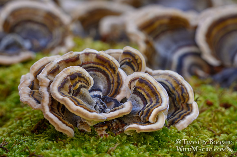 Turkey tail (Trametes versicolor), a polypore mushroom. Sky Oak Watershed, Marin County, California, USA. Stock Photo ID=FUN0242 Turkey tail (Trametes versicolor), a polypore mushroom. Sky Oak Watershed, Marin County, California, USA. Stock Photo ID=FUN0242