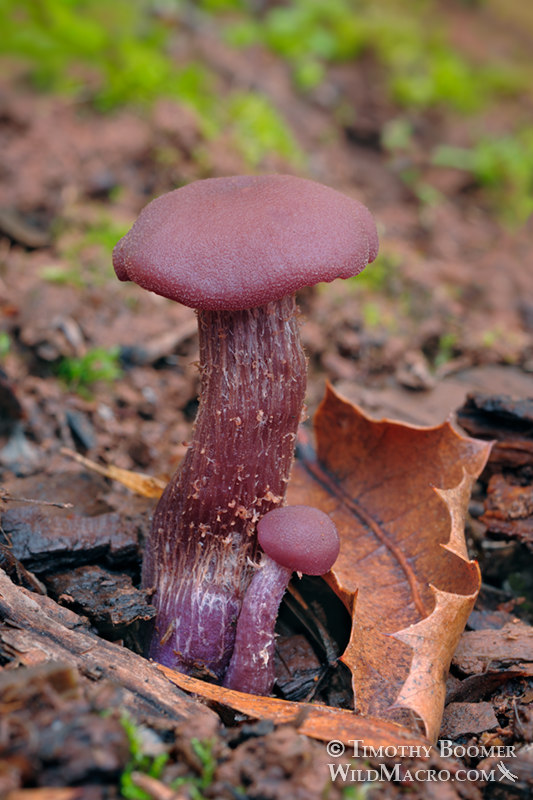 Western amethyst laccaria (Laccaria amethysteo-occidentalis).  Amador County, California, USA. Stock Photo ID=FUN0166