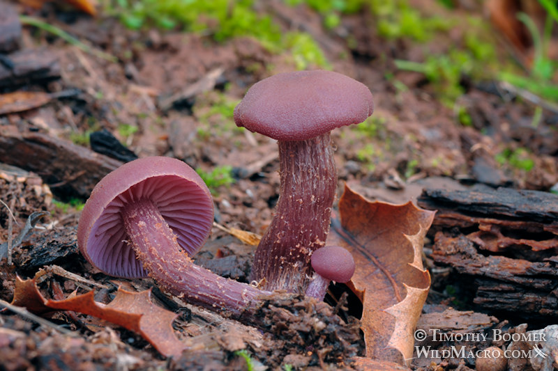 Western amethyst laccaria (Laccaria amethysteo-occidentalis).  Amador County, California, USA. Stock Photo ID=FUN0168