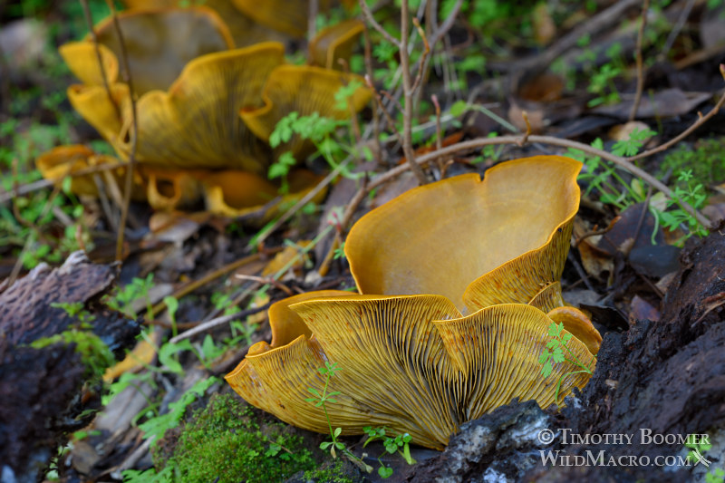 Western jack-o'-lantern (Omphalotus olivascens). Lake Berryessa, Napa County, California, USA. Stock Photo ID=FUN0272 Western jack-o'-lantern (Omphalotus olivascens). Lake Berryessa, Napa County, California, USA. Stock Photo ID=FUN0272