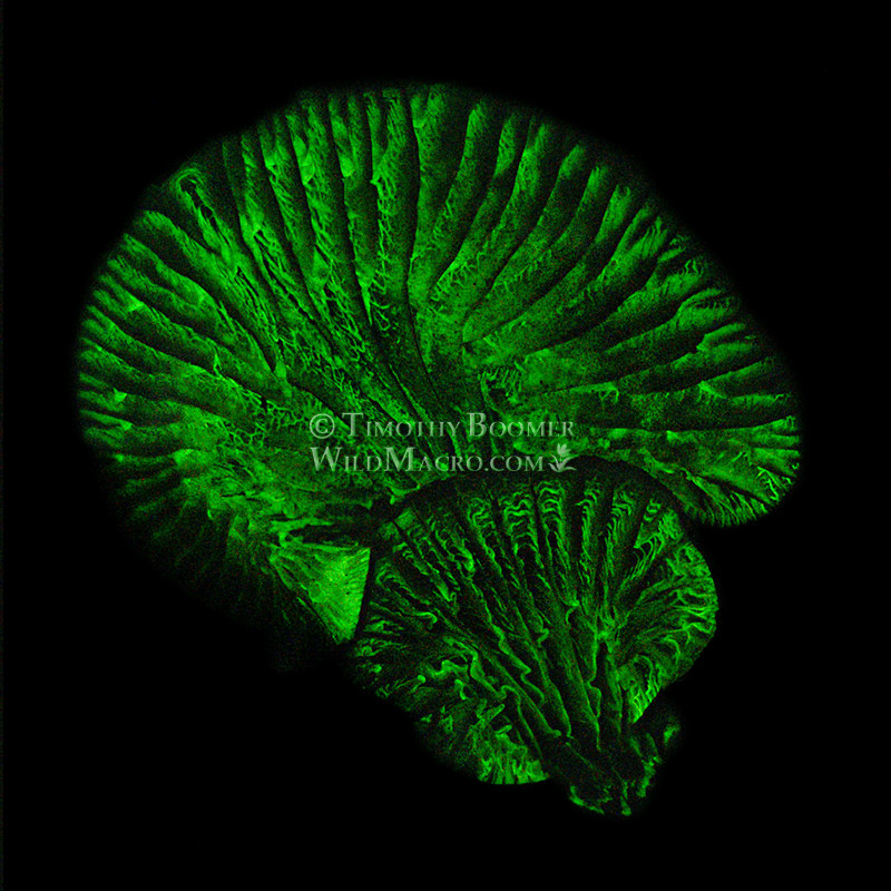 Western jack-o'-lantern (Omphalotus olivascens) exhibiting its bioluminescence. Lake Berryessa, Napa County, California, USA. Stock Photo ID=FUN0320 Western jack-o'-lantern (Omphalotus olivascens) exhibiting its bioluminescence. Lake Berryessa, Napa County, California, USA. Stock Photo ID=FUN0272