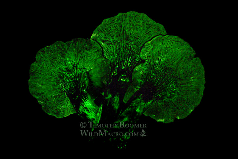 Western jack-o'-lantern (Omphalotus olivascens) exhibiting its bioluminescence. Lake Berryessa, Napa County, California, USA. Stock Photo ID=FUN0322 Western jack-o'-lantern (Omphalotus olivascens) exhibiting its bioluminescence. Lake Berryessa, Napa County, California, USA. Stock Photo ID=FUN0272