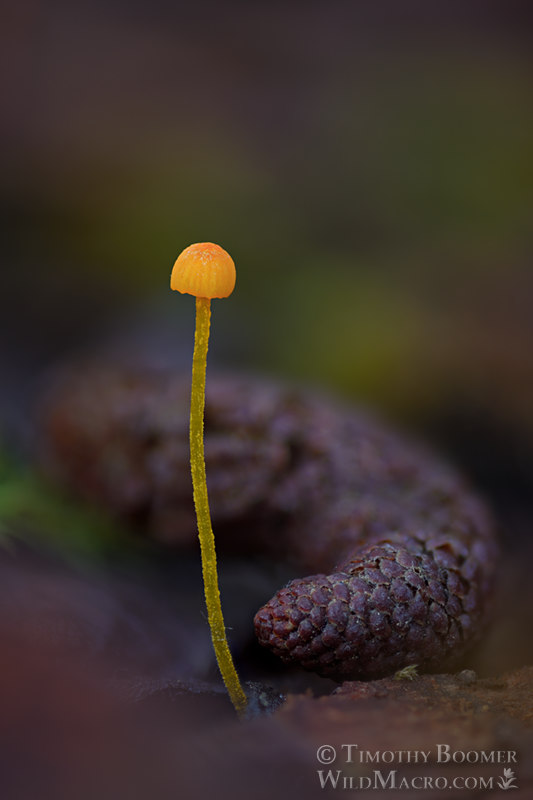 Western yellow mycena (Mycena oregonensis). Indian Grinding Rock State Historic Park, Pine Grove, Amador County, California, USA.  Stock Photo ID=FUN0363