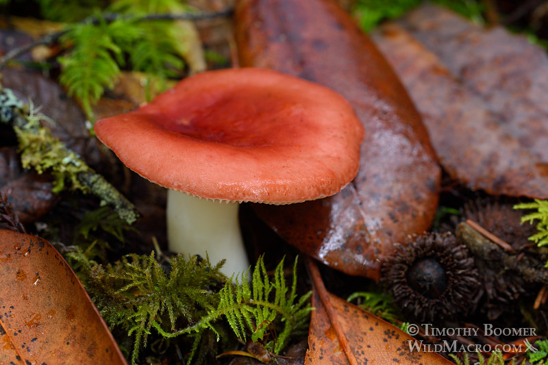 Winter russula (Russula cremoricolor).  Kruse Rhododendron State Natural Reserve, Sonoma County, CA. Stock Photo ID=FUN0191