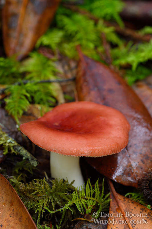 Winter russula (Russula cremoricolor).  Kruse Rhododendron State Natural Reserve, Sonoma County, CA. Stock Photo ID=FUN0192
