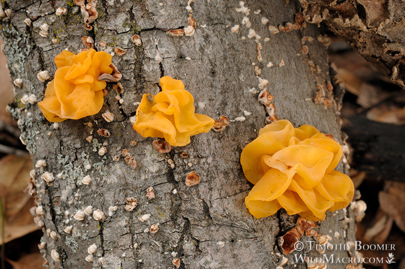 Witch's butter (Naematelia aurantia). Stebbins Cold Canyon Reserve, Solano County, California, USA. Stock Photo ID=FUN0112 Witch's butter (Naematelia aurantia). Stebbins Cold Canyon Reserve, Solano County, California, USA. Stock Photo ID=FUN0112