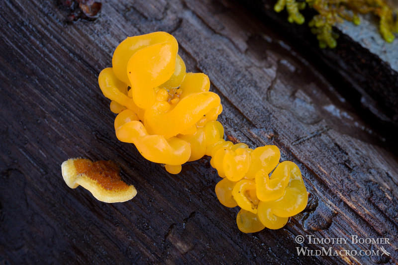 Witch's butter (Naematelia aurantia) and false turkey tail (Stereum hirsutum). Mount Tamalpais State Park, Marin County, California, USA. Stock Photo ID=FUN0261 Witch's butter (Naematelia aurantia) and false turkey tail (Stereum hirsutum). Mount Tamalpais State Park, Marin County, California, USA. Stock Photo ID=FUN0261