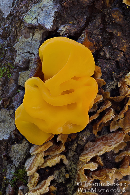 Witch's butter (Naematelia aurantia) and false turkey tail (Stereum hirsutum). Mount Tamalpais State Park, Marin County, California, USA. Stock Photo ID=FUN0340 Witch's butter (Naematelia aurantia) and false turkey tail (Stereum hirsutum). Mount Tamalpais State Park, Marin County, California, USA. Stock Photo ID=FUN0340