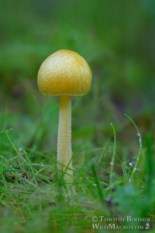 Yellow fieldcap (Bolbitius titubans).  Stebbins Cold Canyon Reserve, Solano County, California, USA.  Stock Photo ID=FUN0296
