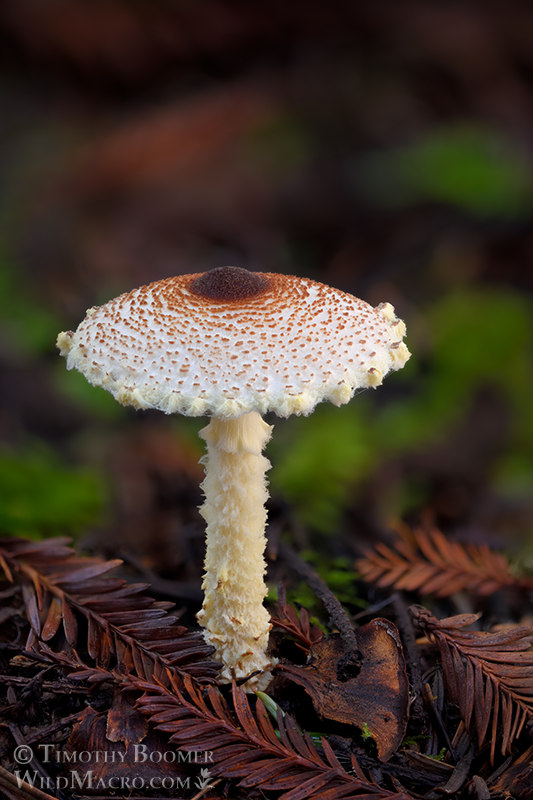 Yellowfoot dapperling (Lepiota magnispora).  Stillwater Cove Regional Park, Sonoma County, California, USA.  Stock Photo ID=FUN0423