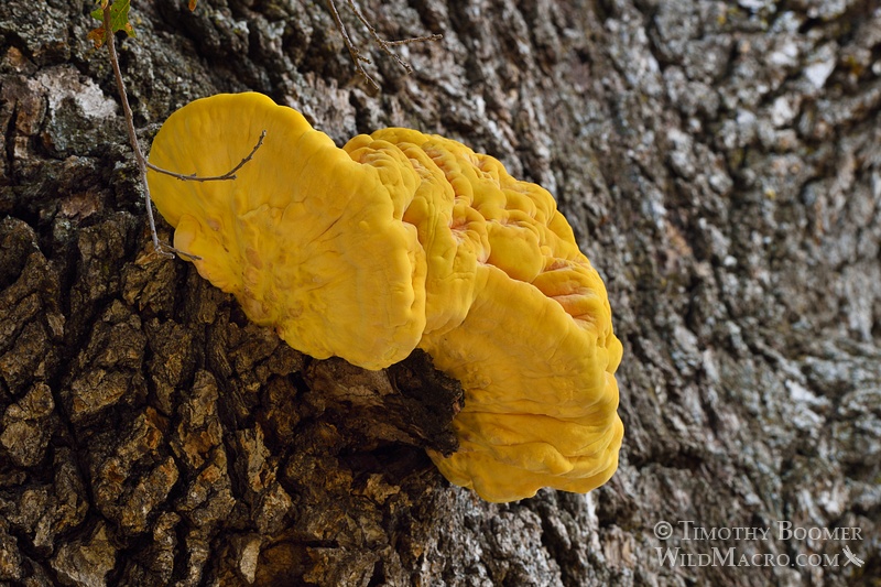 Chicken of the woods or sulfur shelf (Laetiporus gilbertsonii). Alameda County, CA. Stock Photo ID=FUN0175 Chicken of the woods or sulfur shelf (Laetiporus gilbertsonii). Alameda County, CA. Stock Photo ID=FUN0175