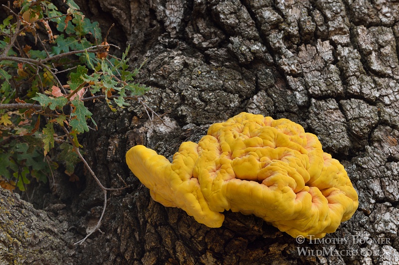 Chicken of the woods or sulfur shelf (Laetiporus gilbertsonii). Alameda County, CA. Stock Photo ID=FUN0176 Chicken of the woods or sulfur shelf (Laetiporus gilbertsonii). Alameda County, CA. Stock Photo ID=FUN0176