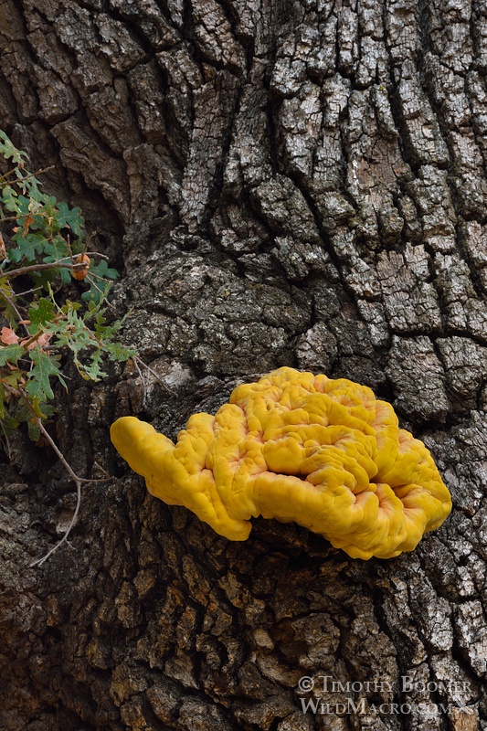 Chicken of the woods or sulfur shelf (Laetiporus gilbertsonii). Alameda County, CA. Stock Photo ID=FUN0177 Chicken of the woods or sulfur shelf (Laetiporus gilbertsonii). Alameda County, CA. Stock Photo ID=FUN0177