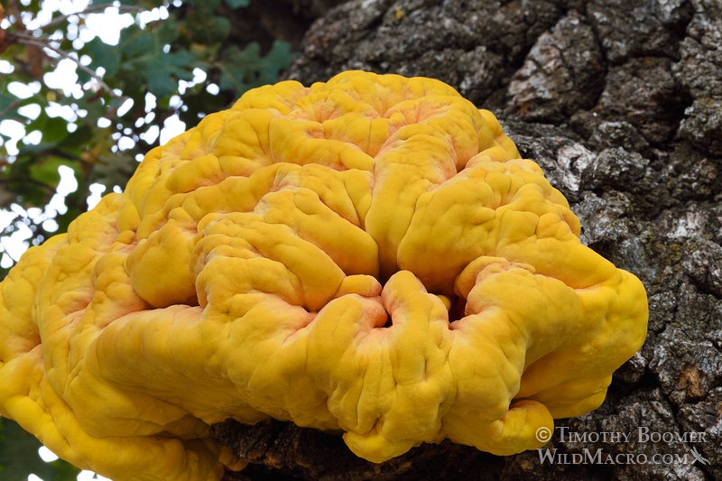 Chicken of the woods or sulfur shelf (Laetiporus gilbertsonii). Alameda County, CA. Stock Photo ID=FUN0178 Chicken of the woods or sulfur shelf (Laetiporus gilbertsonii). Alameda County, CA. Stock Photo ID=FUN0178