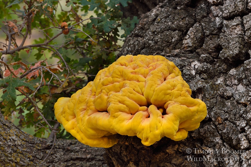 Chicken of the woods or sulfur shelf (Laetiporus gilbertsonii). Alameda County, CA. Stock Photo ID=FUN0179 Chicken of the woods or sulfur shelf (Laetiporus gilbertsonii). Alameda County, CA. Stock Photo ID=FUN0179