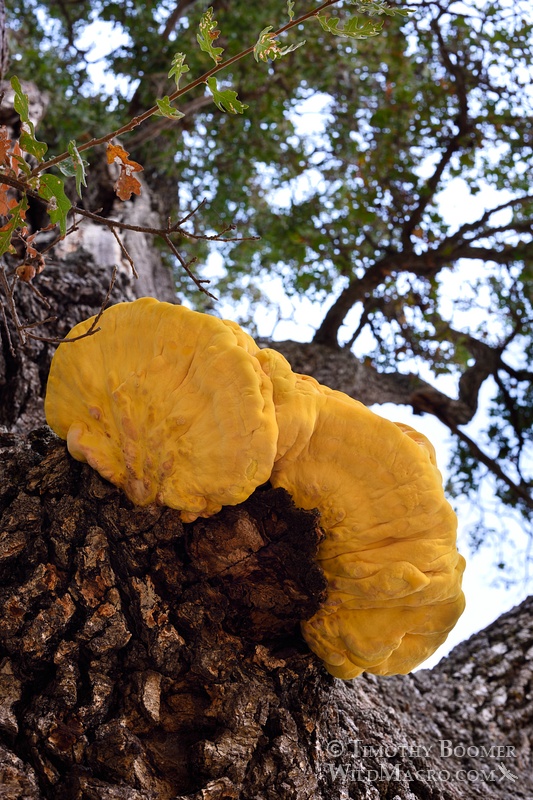 Chicken of the woods or sulfur shelf (Laetiporus gilbertsonii). Alameda County, CA. Stock Photo ID=FUN0180 Chicken of the woods or sulfur shelf (Laetiporus gilbertsonii). Alameda County, CA. Stock Photo ID=FUN0180