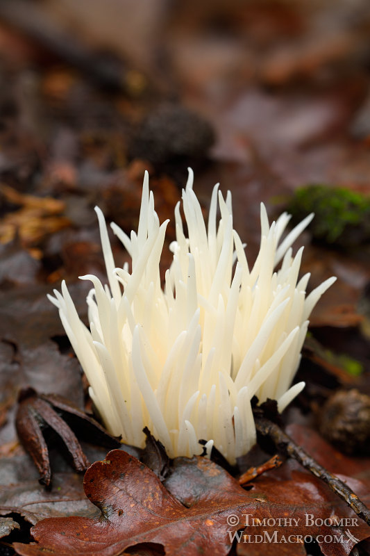Fairy fingers (Clavaria fragilis). Indian Grinding Rock State Historic Park, Pine Grove, Amador County, California, USA.  Stock Photo ID=FUN0222