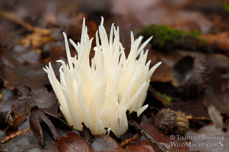 Fairy fingers (Clavaria fragilis). Indian Grinding Rock State Historic Park, Pine Grove, Amador County, California, USA.  Stock Photo ID=FUN0223
