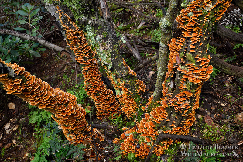 False turkey tail (Stereum hirsutum), several fruiting bodies growing in close proximity to each other.  Black Diamond Mines Regional Preserve, Antioch, Contra Costa County, California, USA. Stock Photo ID=FUN0206
