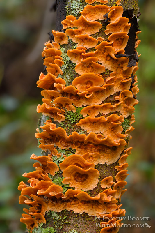 False turkey tail (Stereum hirsutum) with smooth undersurface clearly visible.  Black Diamond Mines Regional Preserve, Antioch, Contra Costa County, California, USA. Stock Photo ID=FUN0207