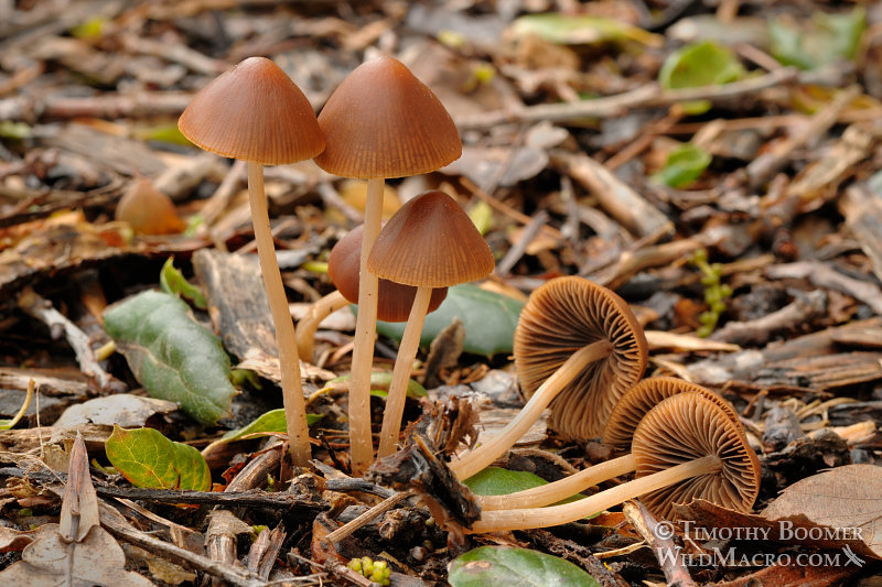 Psathyrella gracilis mushrooms. Yolo county, CA. Stock Photo ID=FUN0121 Psathyrella gracilis mushrooms. Yolo county, CA. Stock Photo ID=FUN0121