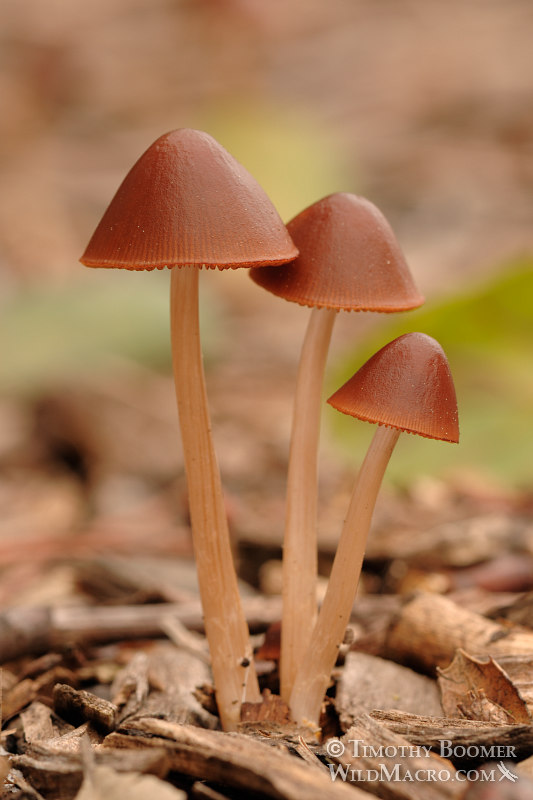 Psathyrella gracilis mushrooms. Yolo county, CA. Stock Photo ID=FUN0141 Psathyrella gracilis mushrooms. Yolo county, CA. Stock Photo ID=FUN0141