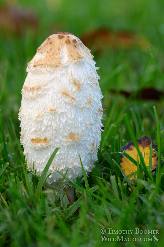 Shaggy mane (Coprinus comatus).  Solano County, California. Stock Photo ID=FUN0193