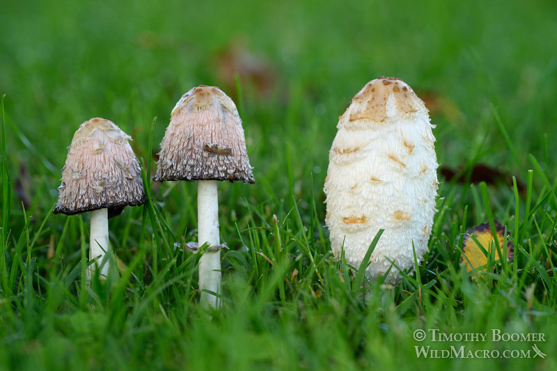 Shaggy mane (Coprinus comatus).  Solano County, California. Stock Photo ID=FUN0194