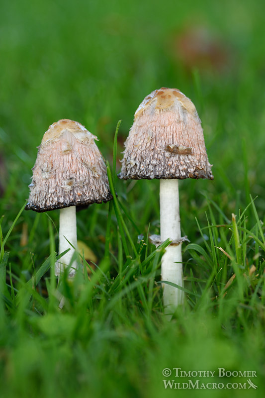 Shaggy mane (Coprinus comatus).  Solano County, California. Stock Photo ID=FUN0195