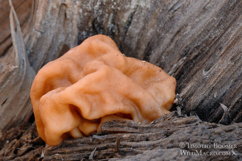 Snow morel, snow false morel, calf brain, or bull nose (Gyromitra gigas aka G. montana). Caples Lake, Alpine County, CA. Stock Photo ID=FUN0128 Snow morel, snow false morel, calf brain, or bull nose (Gyromitra gigas aka G. montana). Caples Lake, Alpine County, CA. Stock Photo ID=FUN0128