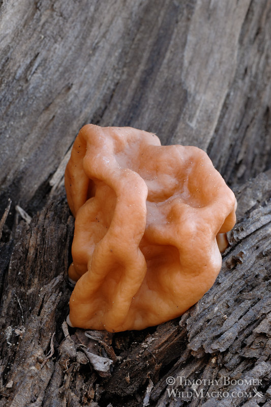 Snow morel, snow false morel, calf brain, or bull nose (Gyromitra gigas aka G. montana). Caples Lake, Alpine County, CA. Stock Photo ID=FUN0129 Snow morel, snow false morel, calf brain, or bull nose (Gyromitra gigas aka G. montana). Caples Lake, Alpine County, CA. Stock Photo ID=FUN0129