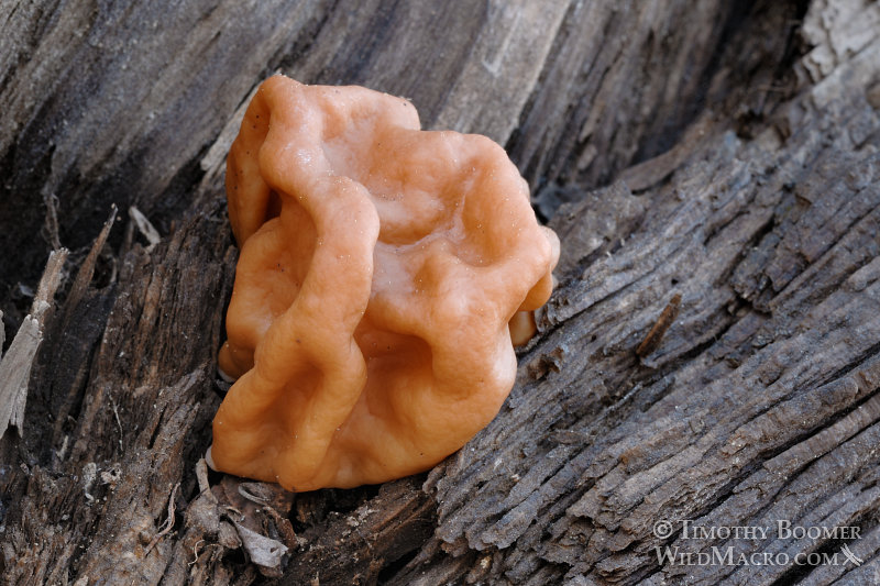 Snow morel, snow false morel, calf brain, or bull nose (Gyromitra gigas aka G. montana). Caples Lake, Alpine County, CA. Stock Photo ID=FUN0130 Snow morel, snow false morel, calf brain, or bull nose (Gyromitra gigas aka G. montana). Caples Lake, Alpine County, CA. Stock Photo ID=FUN0130