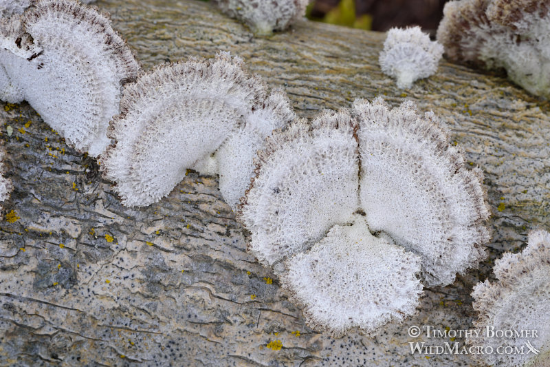 Split gill (Schizophyllum commune).  Black Diamond Mines Regional Preserve, Antioch, Contra Costa County, California, USA. Stock Photo ID=FUN0218