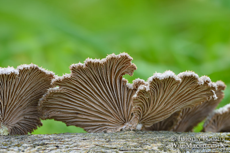 Split gill (Schizophyllum commune).  Black Diamond Mines Regional Preserve, Antioch, Contra Costa County, California, USA. Stock Photo ID=FUN0219