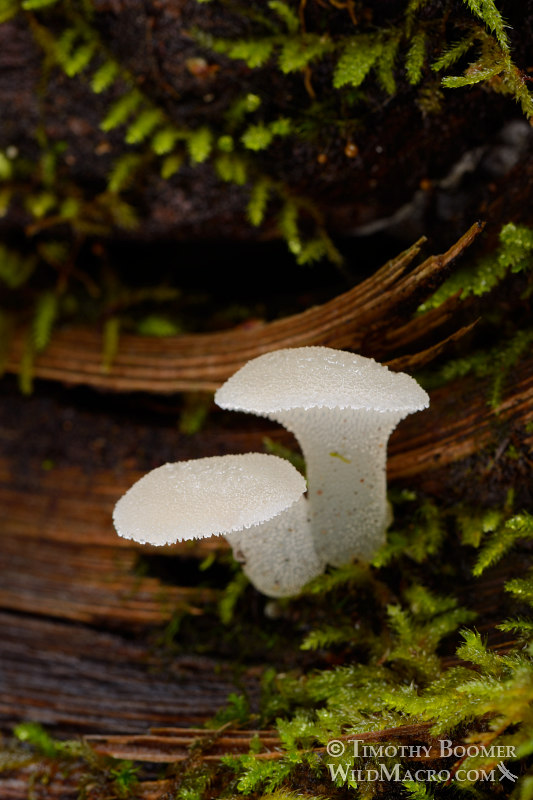 Toothed jelly fungus (Pseudohydnum gelatinosum). Big Basin Redwoods State Park, Santa Cruz County, CA. Stock Photo ID=FUN0182 Toothed jelly fungus (Pseudohydnum gelatinosum). Big Basin Redwoods State Park, Santa Cruz County, CA. Stock Photo ID=FUN0182