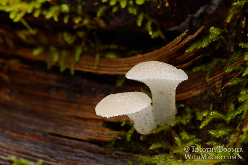 Toothed jelly fungus (Pseudohydnum gelatinosum). Big Basin Redwoods State Park, Santa Cruz County, CA. Stock Photo ID=FUN0183 Toothed jelly fungus (Pseudohydnum gelatinosum). Big Basin Redwoods State Park, Santa Cruz County, CA. Stock Photo ID=FUN0183