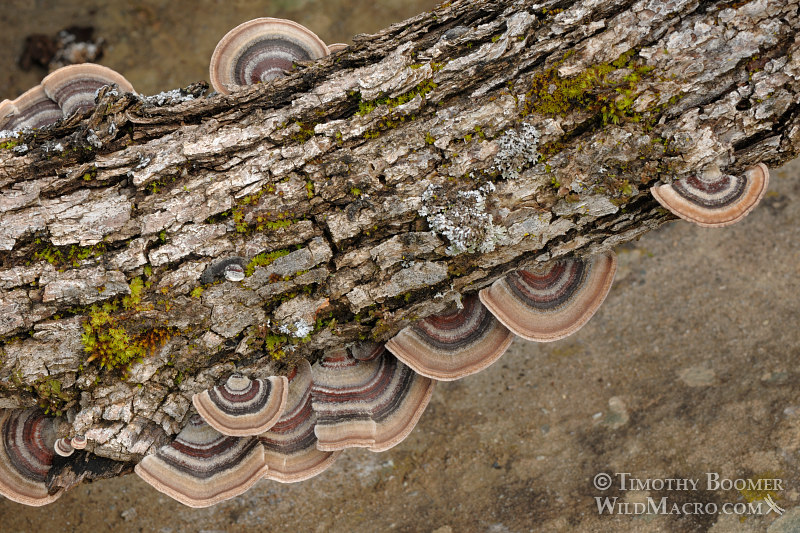 Turkey tail (Trametes versicolor), a polypore mushroom. Stebbins Cold Canyon Reserve, Solano County, CA. Stock Photo ID=FUN0116 Turkey tail (Trametes versicolor), a polypore mushroom. Stebbins Cold Canyon Reserve, Solano County, CA. Stock Photo ID=FUN0116