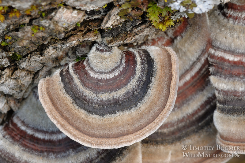 Turkey tail (Trametes versicolor), a polypore mushroom. Stebbins Cold Canyon Reserve, Solano County, CA. Stock Photo ID=FUN0117 Turkey tail (Trametes versicolor), a polypore mushroom. Stebbins Cold Canyon Reserve, Solano County, CA. Stock Photo ID=FUN0117