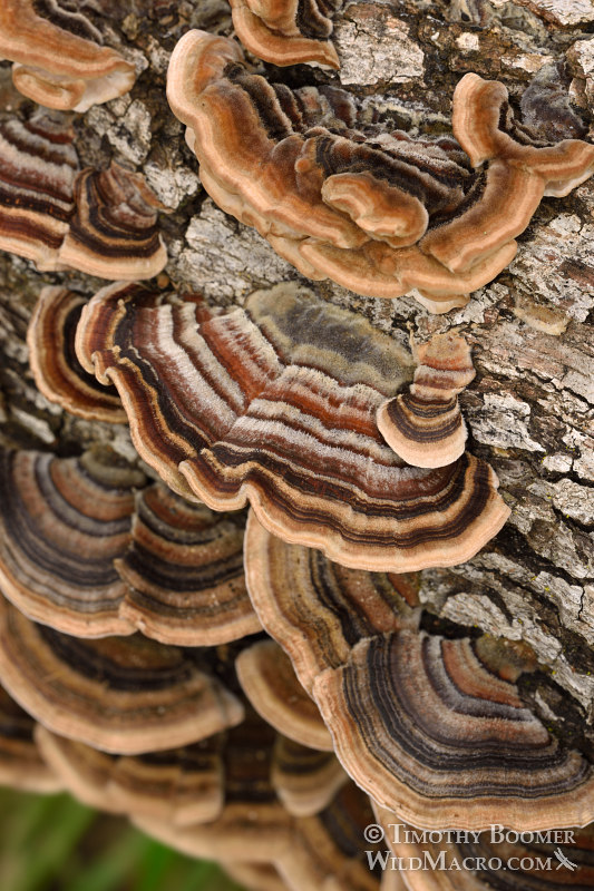 Turkey tail (Trametes versicolor), a polypore mushroom. Black Diamond Mines Regional Preserve, Antioch, Contra Costa County, California, USA. Stock Photo ID=FUN0201 Turkey tail (Trametes versicolor), a polypore mushroom. Black Diamond Mines Regional Preserve, Antioch, Contra Costa County, California, USA. Stock Photo ID=FUN0201