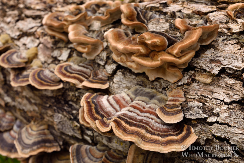Turkey tail (Trametes versicolor), a polypore mushroom. Black Diamond Mines Regional Preserve, Antioch, Contra Costa County, California, USA. Stock Photo ID=FUN0202 Turkey tail (Trametes versicolor), a polypore mushroom. Black Diamond Mines Regional Preserve, Antioch, Contra Costa County, California, USA. Stock Photo ID=FUN0202