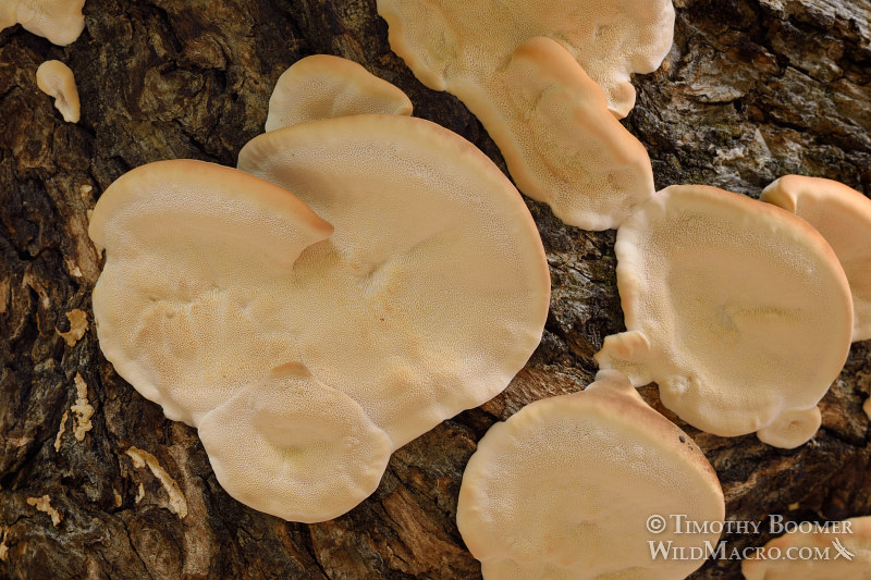 Turkey tail (Trametes versicolor), a polypore mushroom. Black Diamond Mines Regional Preserve, Antioch, Contra Costa County, California, USA. Stock Photo ID=FUN0226 Turkey tail (Trametes versicolor), a polypore mushroom. Black Diamond Mines Regional Preserve, Antioch, Contra Costa County, California, USA. Stock Photo ID=FUN0226
