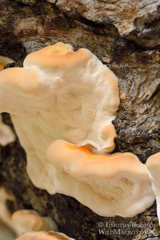Turkey tail (Trametes versicolor), a polypore mushroom. Black Diamond Mines Regional Preserve, Antioch, Contra Costa County, California, USA. Stock Photo ID=FUN0227 Turkey tail (Trametes versicolor), a polypore mushroom. Black Diamond Mines Regional Preserve, Antioch, Contra Costa County, California, USA. Stock Photo ID=FUN0227