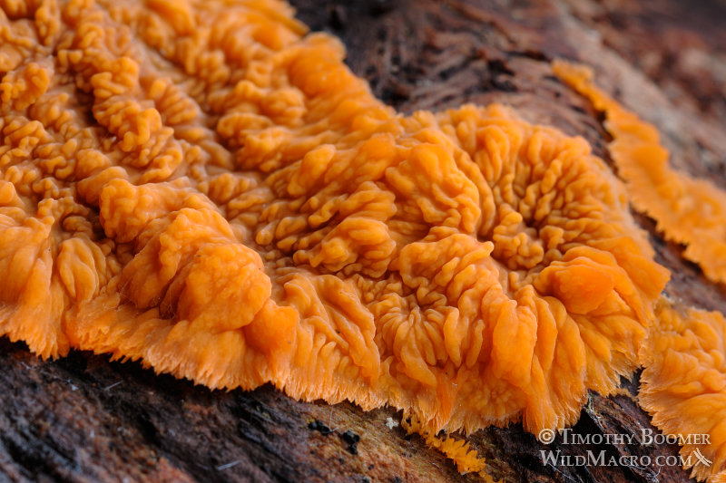Wrinkled crust (Phlebia radiata). Plumas National Forest, Plumas County, CA. Stock Photo ID=FUN0186 Wrinkled crust (Phlebia radiata). Plumas National Forest, Plumas County, CA. Stock Photo ID=FUN0186