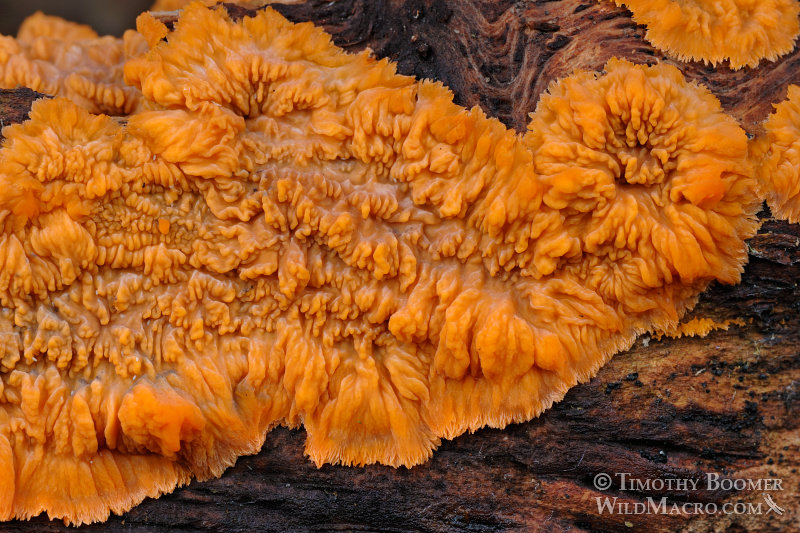 Wrinkled crust (Phlebia radiata). Plumas National Forest, Plumas County, CA. Stock Photo ID=FUN0187 Wrinkled crust (Phlebia radiata). Plumas National Forest, Plumas County, CA. Stock Photo ID=FUN0187