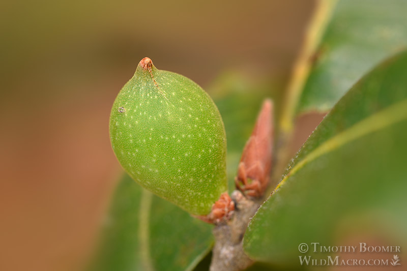 Beaked spindle gall wasp (Heteroecus pacificus). Chaw'se Indian Grinding Rock SHP, Amador County, California, USA. Stock Photo ID=GAL0100 Beaked spindle gall wasp (Heteroecus pacificus). Chaw'se Indian Grinding Rock SHP, Amador County, California, USA. Stock Photo ID=GAL0100