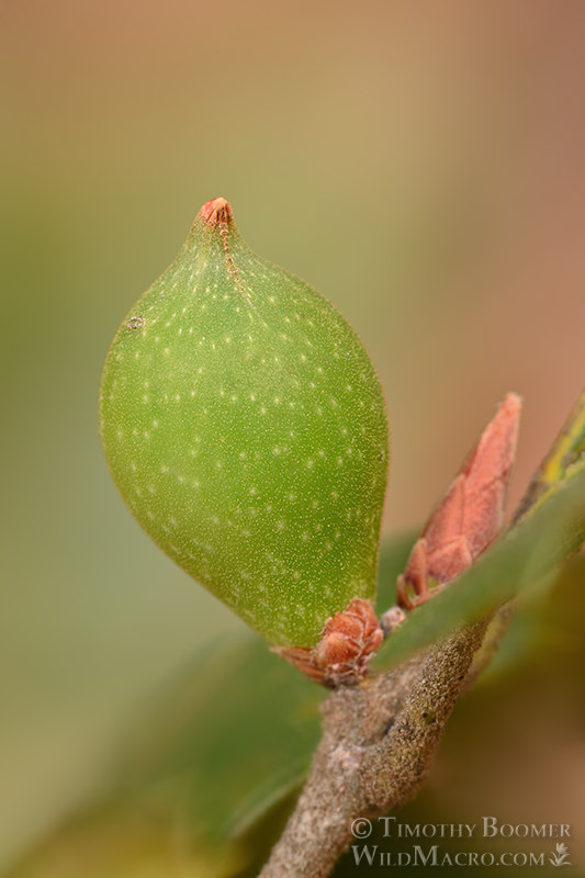 Beaked spindle gall wasp (Heteroecus pacificus). Chaw'se Indian Grinding Rock SHP, Amador County, California, USA. Stock Photo ID=GAL0101 Beaked spindle gall wasp (Heteroecus pacificus). Chaw'se Indian Grinding Rock SHP, Amador County, California, USA. Stock Photo ID=GAL0101