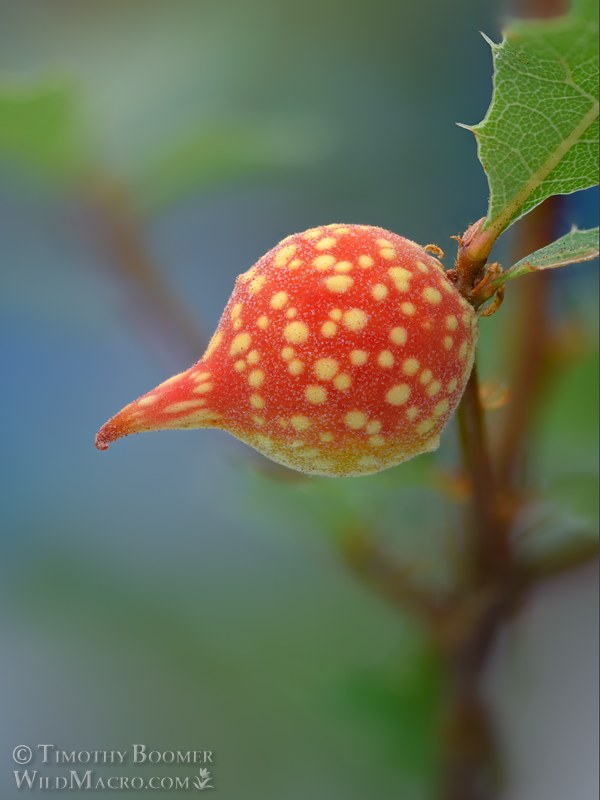 Beaked twig gall wasp (Burnettweldia plumbella).  Napa County, California, USA. Stock Photo ID=GAL0136
