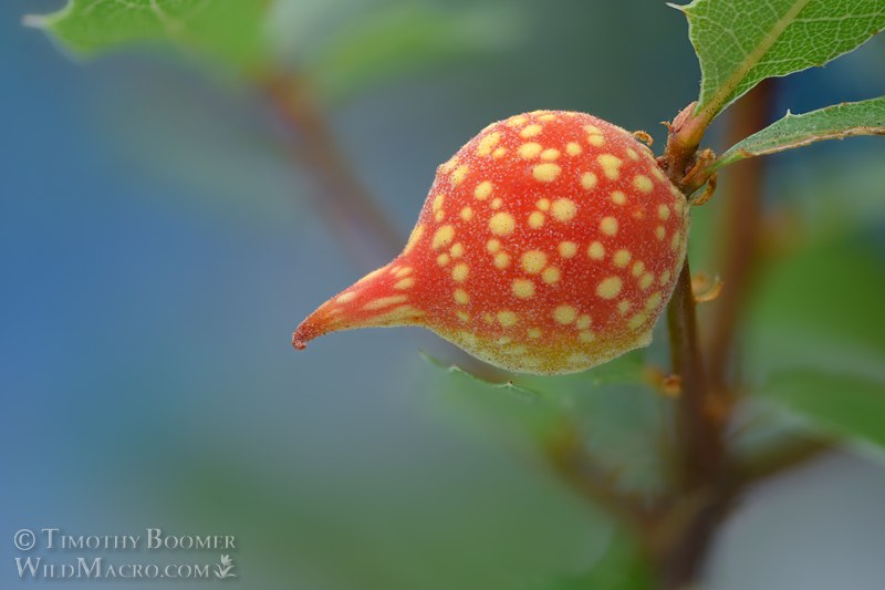 Beaked twig gall wasp (Burnettweldia plumbella).  Napa County, California, USA. Stock Photo ID=GAL0137